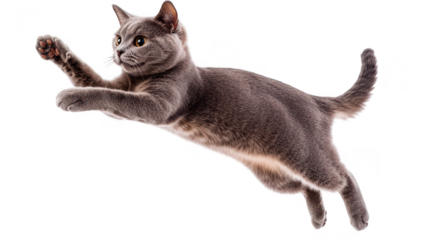 A playful gray cat leaps gracefully through the air. its agility and energy in a bright. white background that emphasizes its movement and lively spirit