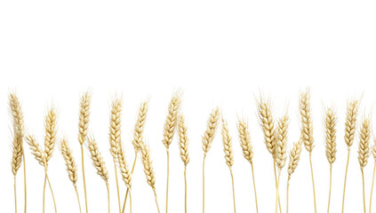 A serene arrangement of golden wheat stalks lined up against a clean white background. symbolizing harvest and abundance. ideal for agricultural themes or food-related content