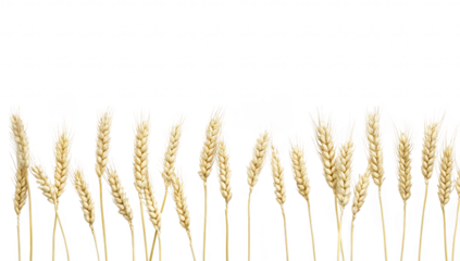 A serene arrangement of golden wheat stalks lined up against a clean white background. symbolizing harvest and abundance. ideal for agricultural themes or food-related content