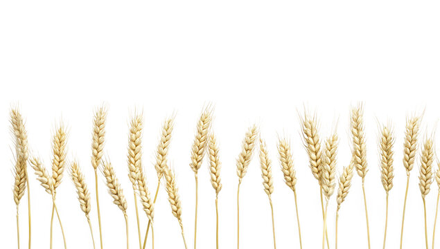 A serene arrangement of golden wheat stalks lined up against a clean white background. symbolizing harvest and abundance. ideal for agricultural themes or food-related content