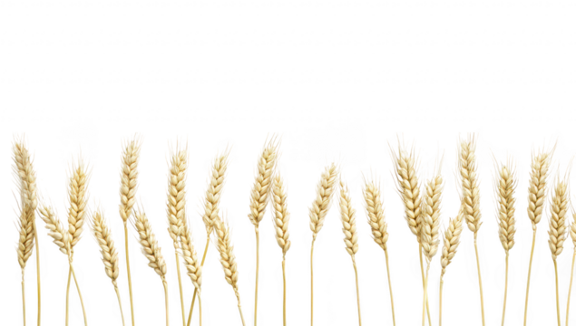 A serene arrangement of golden wheat stalks lined up against a clean white background. symbolizing harvest and abundance. ideal for agricultural themes or food-related content