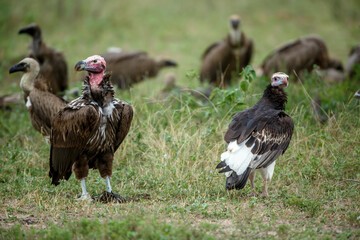 White headed and lappet faced vultures in Greater Kruger National park, South Africa ; Specie Trigonoceps occipitalis and  Torgos tracheliotos family of Accipitridae