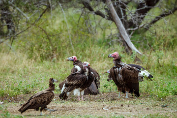 White headed, hooded and lappet faced vultures in Greater Kruger National park, South Africa ; Specie Trigonoceps occipitalis, Necrosyrtes monachus and  Torgos tracheliotos family of Accipitridae