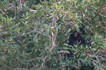 Siamang (Symphalangus syndactylus) Gibbons hanging on tree in the rainforest at Hala-Bala Wildlife Sanctuary, Narathiwat Province ,Thailand.