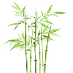 Obraz premium A serene arrangement of green bamboo stalks reaching upwards. their natural beauty against a plain white background. ideal for nature-themed projects or relaxation imagery