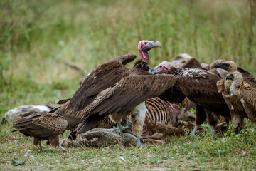 Lappet faced and white backed vultures pack scavenging hyena carcass in Greater Kruger National park, South Africa ; Specie  Torgos tracheliotos and Gyps africanus family of Accipitridae