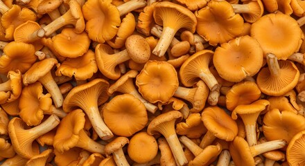 A Vibrant Close-Up Background of Freshly Harvested Golden Chanterelle Mushrooms