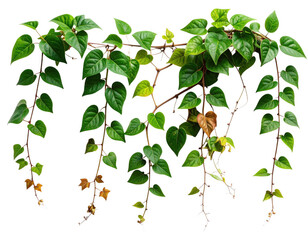 Realistic Hanging Liana Plant with Green Foliage, Transparent Cutout