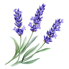 Fototapeta premium A illustration of lavender flowers with lush green leaves. their delicate purple blooms. set against a clean white background. ideal for botanical art and nature-themed projects