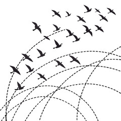 Flock of birds flying in formation with dashed flight paths