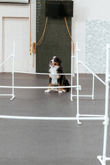 A big dog in training in a hangar. Dog training. Bernese Mountain Dog in training with a dog handler. Teach your pet commands. Raising dogs.