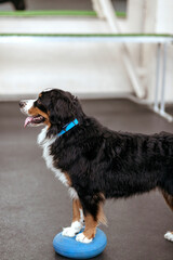 A big dog in training in a hangar. Dog training. Bernese Mountain Dog in training with a dog handler. Teach your pet commands. Raising dogs.