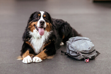A big dog in training in a hangar. Dog training. Bernese Mountain Dog in training with a dog handler. Teach your pet commands. Raising dogs.