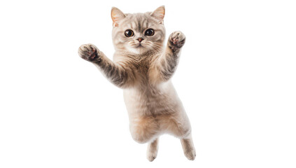 A playful kitten leaps joyfully against a pure white background. its fluffy fur and curious expression. perfect for pet lovers and animal enthusiasts