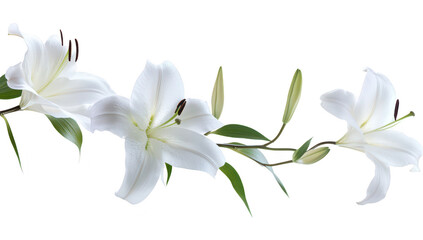 Fototapeta premium A delicate arrangement of white lilies gracefully displayed against a clean white background. their elegant petals and green leaves. perfect for floral-themed projects or designs