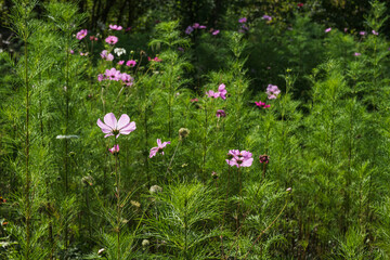 A meadow full of cosmos flowers next to the Bismarck Tower hiking trail in Rheinhessen in autumn