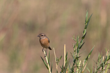 Female African Stonechat (Saxicola torquatus) perched on reed. Taken in Kruger National Park, South Africa.