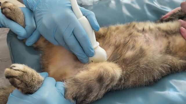 Striped domestic cat lies on blue couch during ultrasound exam. Veterinarian in gloves scans abdominal area gently while pet remains calm and relaxed.