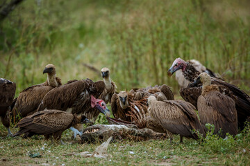 Lappet faced and white backed vultures pack scavenging hyena carcass in Greater Kruger National park, South Africa ; Specie  Torgos tracheliotos and Gyps africanus family of Accipitridae