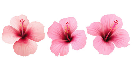 Fototapeta premium A trio of pink hibiscus flowers intricate petals and detailed stamen. set against a clean white background. ideal for botanical illustrations or floral designs