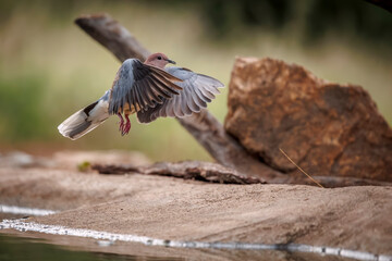 Laughing Dove taking off from waterhole in flight  in Greater Kruger National park, South Africa ; Specie Streptopelia senegalensis family of Columbidae