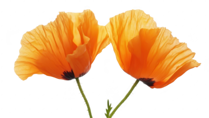 Two orange poppy flowers gracefully leaning towards each other against a clean white background. highlighting their delicate petals and intricate details. perfect for nature-themed designs