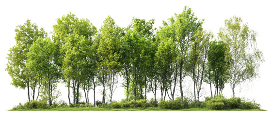PNG Group of trees forest landscape outdoors.