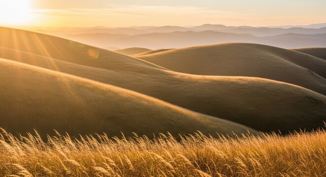 Golden hour sunlit rolling hills landscape with wheat field at sunset