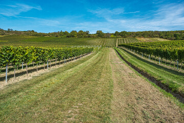 Fototapeta premium Impressions along the Bismarck Tower hiking trail in Rheinhessen in autumn