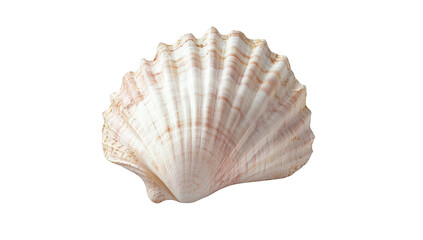 Obraz premium A beautifully detailed scallop shell its intricate ridges and soft pink hues. set against a clean white background. ideal for marine life studies or decorative uses