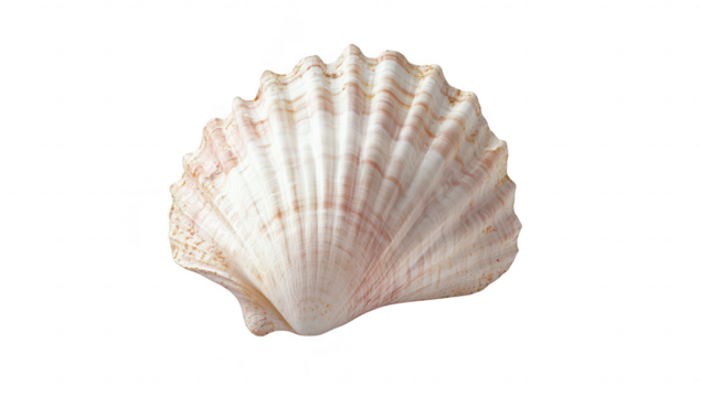 A beautifully detailed scallop shell its intricate ridges and soft pink hues. set against a clean white background. ideal for marine life studies or decorative uses