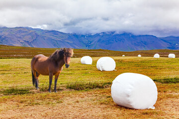  Icelandic horse graze in the field.