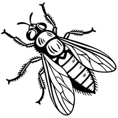 insect, cartoon, vector, illustration, bug, fly, animal, 