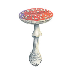 Amanita mushroom for autumn and forest design. Hand drawn fly agaric with red spotted cap and a stem nibbled by beetles. Great for fabric prints, children's books, or autumn themed products