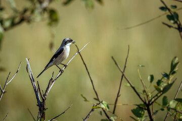 Lesser Grey Shrike standing on a branch isolated in natural background in Greater Kruger National park, South Africa ; Specie Lanius minor family of Laniidae