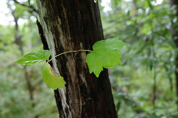 ナラの幹にツタが絡みつき、力強く這い伸びて成長しています。緑の葉が幹を覆い、森の生命力を感じさせます。