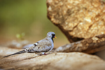 Namaqua Dove male standing on a rock  in Greater Kruger National park, South Africa ; Specie Oena capensis family of Oena capensis