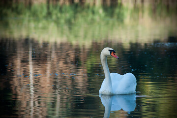 White swan on the pond in september