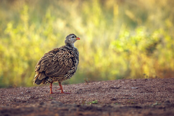 Natal francolin shaking feather at dusk in Greater Kruger National park, South Africa ; Specie Pternistis natalensis family of Phasianidae