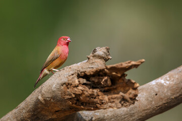 Red-billed Firefinch male standing on a log isolated in natural background in Greater Kruger National park, South Africa ; Specie family Lagonosticta senegala of Estrildidae