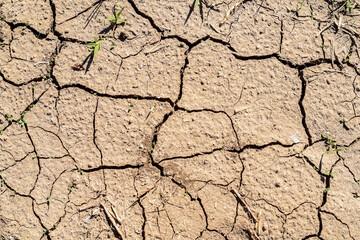 Beige Cracked Earth Texture. Dried cracked beige earth surface, natural drought soil background.