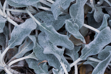 Background of silvery fluffy leaves of the plant Stachys Lanata. The texture of the leaves.