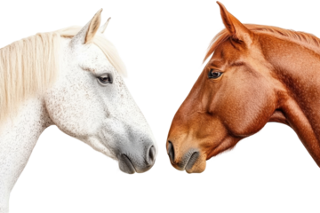 A Stunning Close-Up of Two Majestic Horses: One White and One Chestnut, Captivatingly Showcasing Their Grace and Beauty Against a Black Background isolated on transparent background