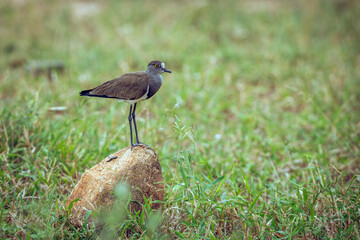 Senegal Lapwing standing on a rock in middle of grass in Greater Kruger National park, South Africa ; Specie Vanellus lugubris family of Charadriidae