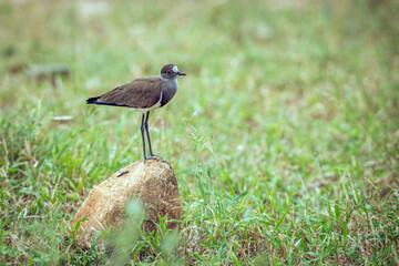 Senegal Lapwing standing on a rock in middle of grass in Greater Kruger National park, South Africa ; Specie Vanellus lugubris family of Charadriidae