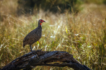Swainson's Spurfowl standing backlit on a log  in Greater Kruger National park, South Africa ; Specie Pternistis swainsonii family of Phasianidae