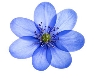 Delicate Blue Flower Isolated on Transparent Background for Spring Designs