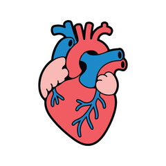 Stylized anatomical heart illustration with red and blue vessels
