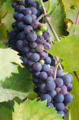 Purple-blue bunch of Cabernet Sauvignon Grapes  ripen in the orchard. Closeup photo. Grapes harvest concept.