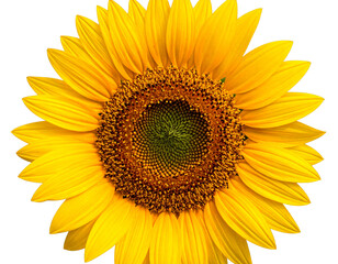 Fototapeta premium Bright Sunflower Isolated on Transparent Background for Summer Designs